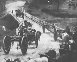 Local History Bullock Teams
